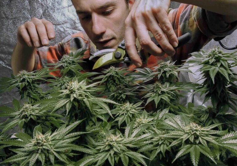 James MacWilliams prunes a marijuana plant